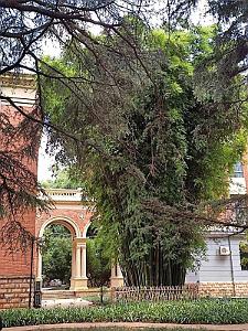 Kunming - Universite du Yunnan (55)
